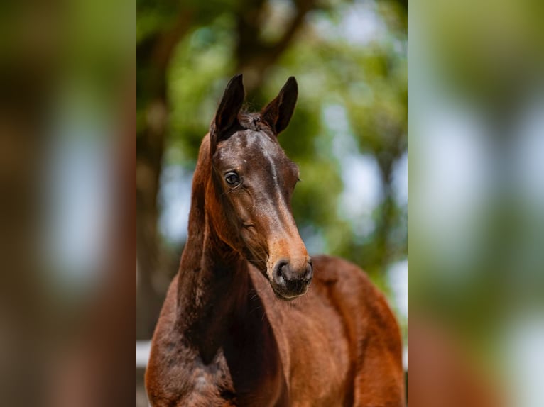 Cheval de sport polonais Étalon Poulain (06/2026)  in Swiekatowo