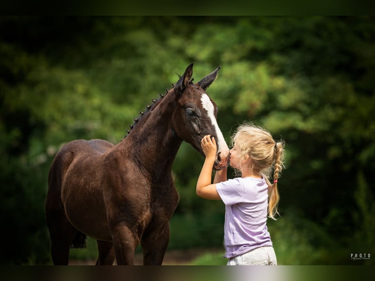 Cheval de sport polonais Étalon Poulain (06/2026) Gris in Włocławek