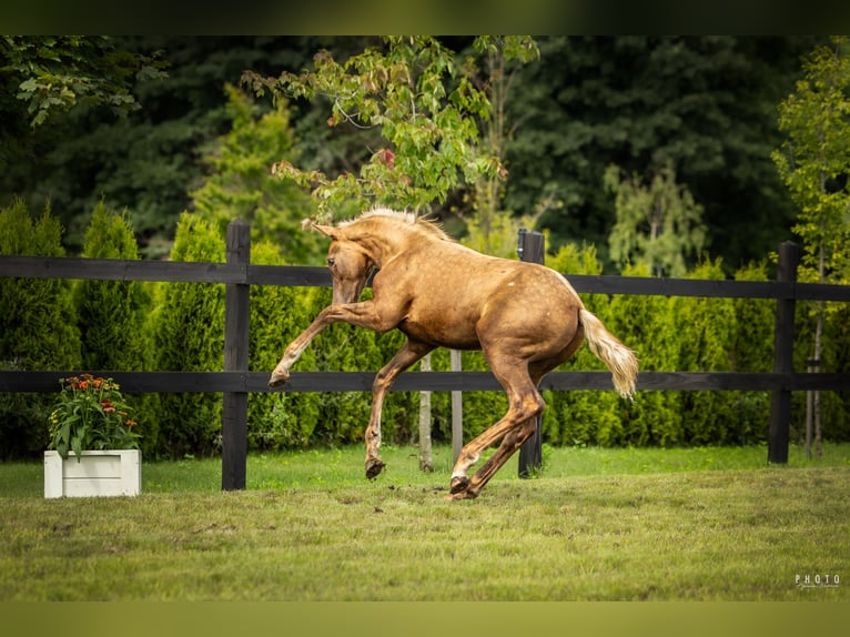 Cheval de sport polonais Étalon Poulain (04/2025) Palomino in Serock