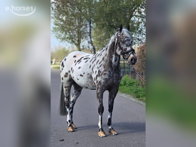 Cheval de sport polonais Hongre 10 Ans 168 cm Léopard in Weert