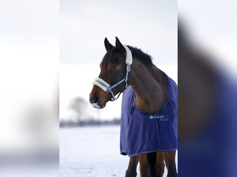 Cheval de sport polonais Hongre 10 Ans 170 cm Bai in Berlin