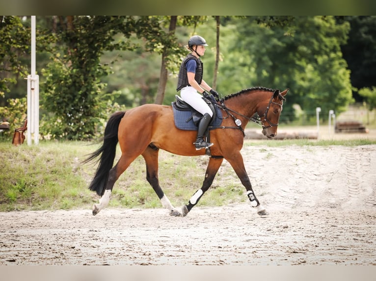 Cheval de sport polonais Hongre 10 Ans 170 cm Bai in Berlin