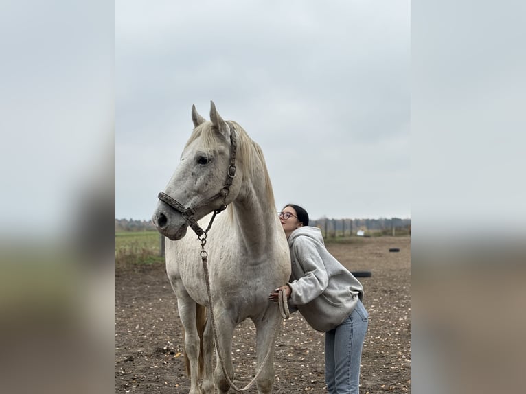 Cheval de sport polonais Hongre 10 Ans 175 cm Léopard in Biała Podlaska