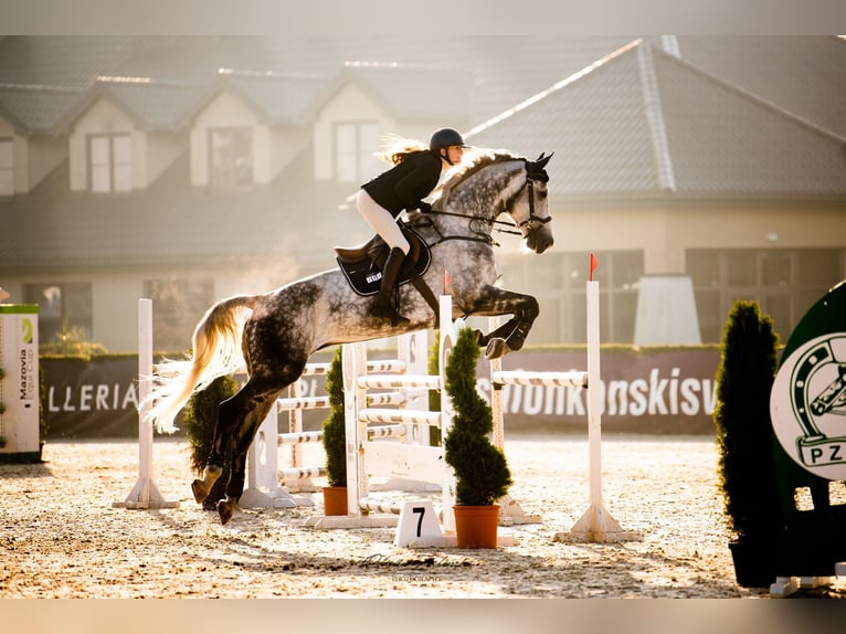 Cheval de sport polonais Hongre 10 Ans 176 cm Gris in Radom