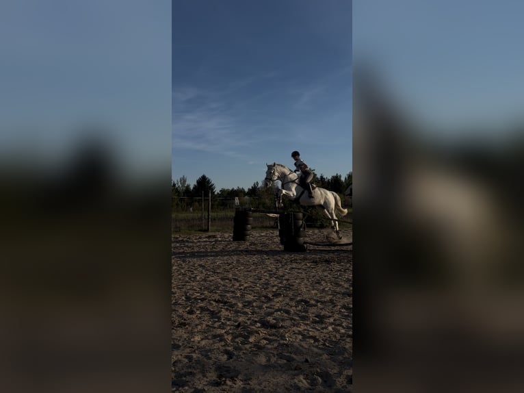 Cheval de sport polonais Hongre 10 Ans 180 cm Gris moucheté in Biała Podlaska
