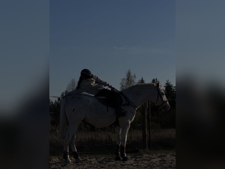 Cheval de sport polonais Hongre 10 Ans 180 cm Gris moucheté in Biała Podlaska