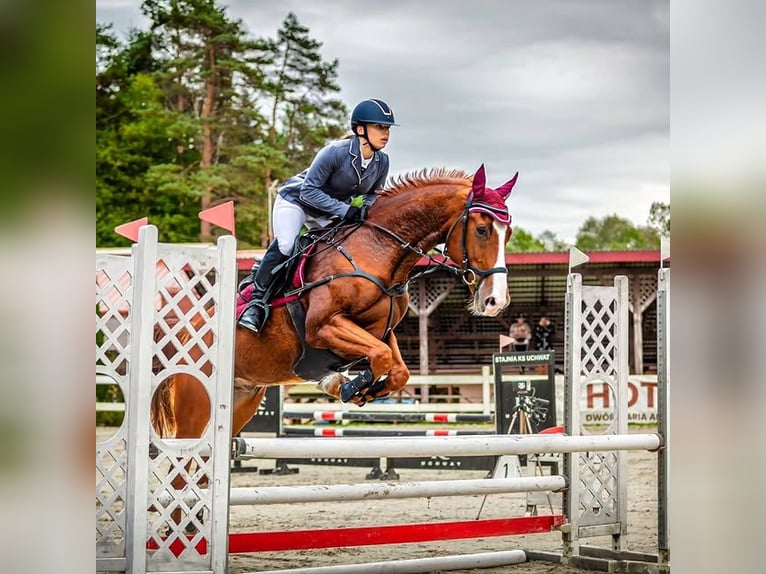 Cheval de sport polonais Hongre 11 Ans 157 cm Alezan in Wierzawice