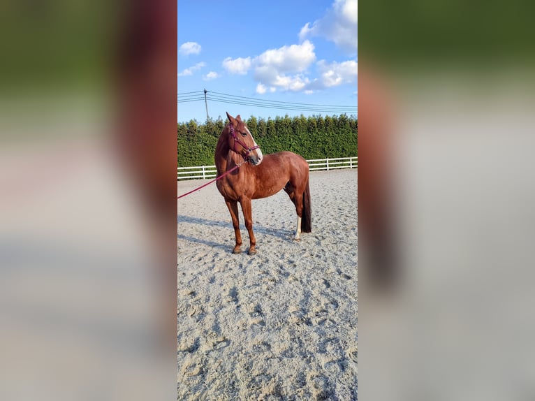Cheval de sport polonais Hongre 11 Ans 157 cm Alezan in Wierzawice