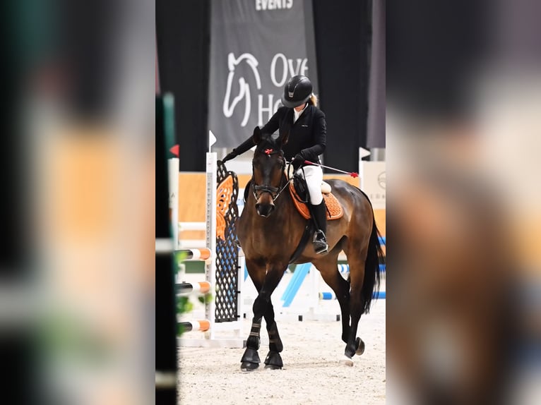 Cheval de sport polonais Hongre 11 Ans 170 cm Bai brun in Kopcd