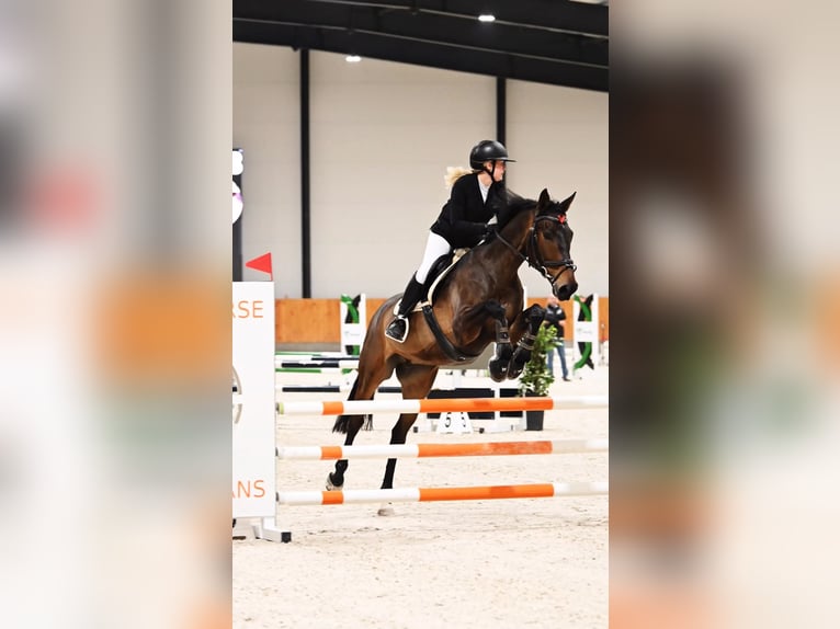Cheval de sport polonais Hongre 11 Ans 170 cm Bai brun in Kopcd