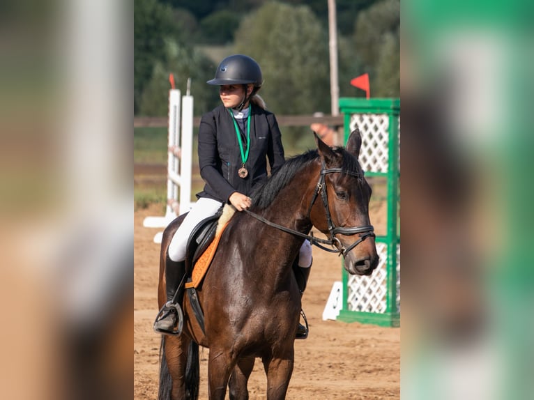 Cheval de sport polonais Hongre 11 Ans 170 cm Bai brun in Kopcd