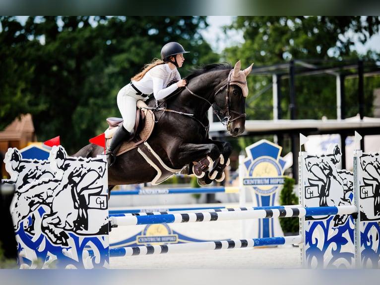 Cheval de sport polonais Hongre 11 Ans 178 cm Bai brun in Poznań