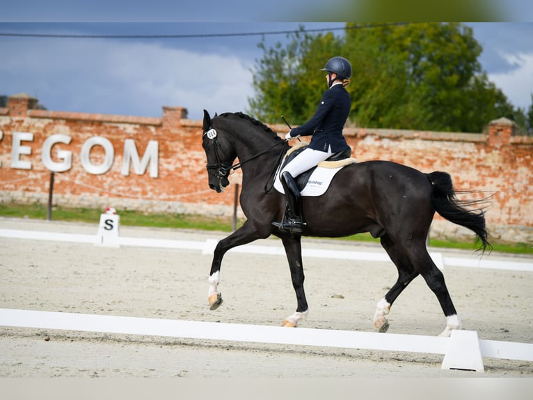 Cheval de sport polonais Hongre 11 Ans 180 cm Noir in Wałbrzych