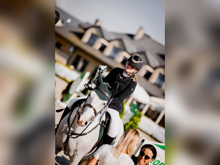 Cheval de sport polonais Hongre 12 Ans 163 cm Gris in Ko&#x144;skie