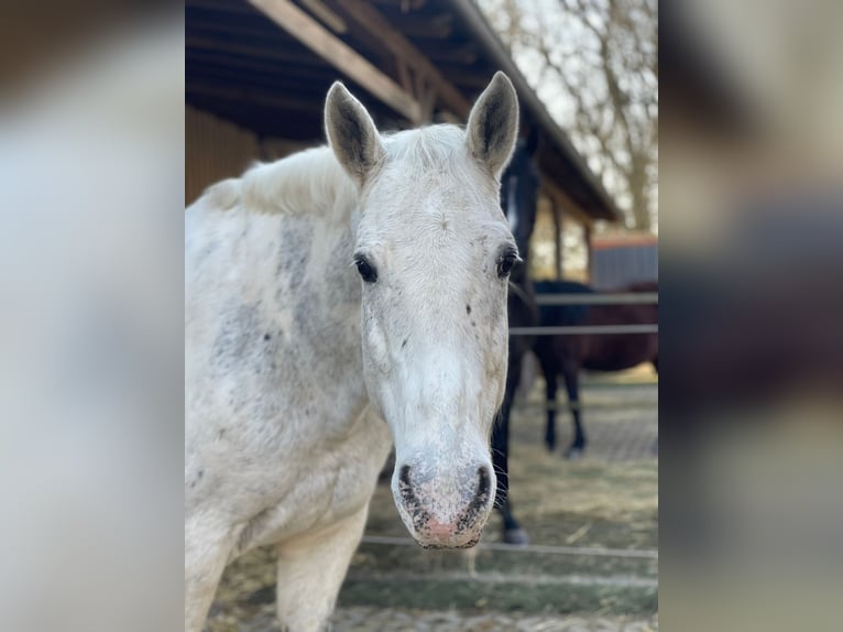 Cheval de sport polonais Croisé Hongre 12 Ans 164 cm Léopard in Hüttenberg
