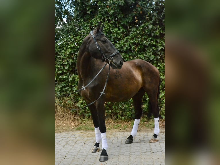 Cheval de sport polonais Hongre 12 Ans 165 cm Noir in Würzburg