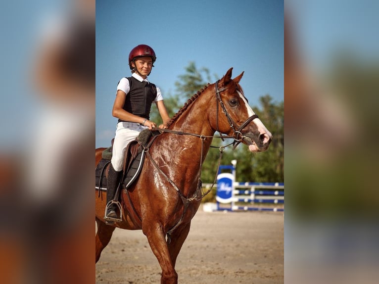 Cheval de sport polonais Hongre 12 Ans 166 cm Alezan in Pieseczno