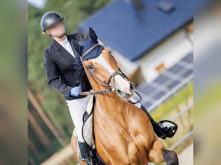 Cheval de sport polonais Hongre 12 Ans 180 cm Bai in Biskupice Oławskie