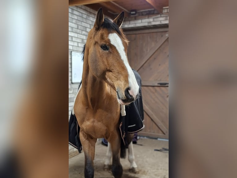 Cheval de sport polonais Hongre 12 Ans 180 cm Bai in Biskupice Oławskie