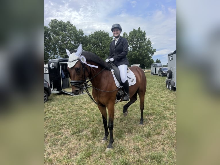Cheval de sport polonais Hongre 13 Ans 156 cm Bai in Ansbach