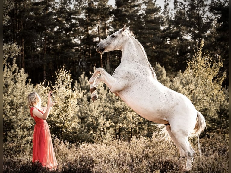 Cheval de sport polonais Hongre 13 Ans 165 cm Gris in Hohenbocka