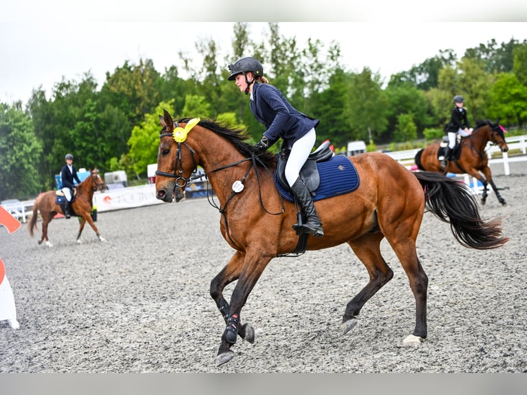 Cheval de sport polonais Hongre 13 Ans 167 cm Bai in Orzesze