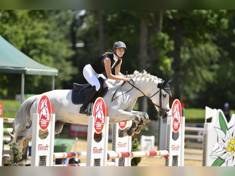 Cheval de sport polonais Hongre 14 Ans 168 cm Gris pommelé in Rappoltenkirchen