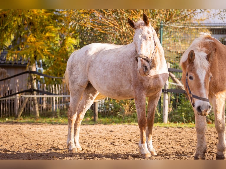 Cheval de sport polonais Hongre 16 Ans 157 cm Rouan Rouge in Much