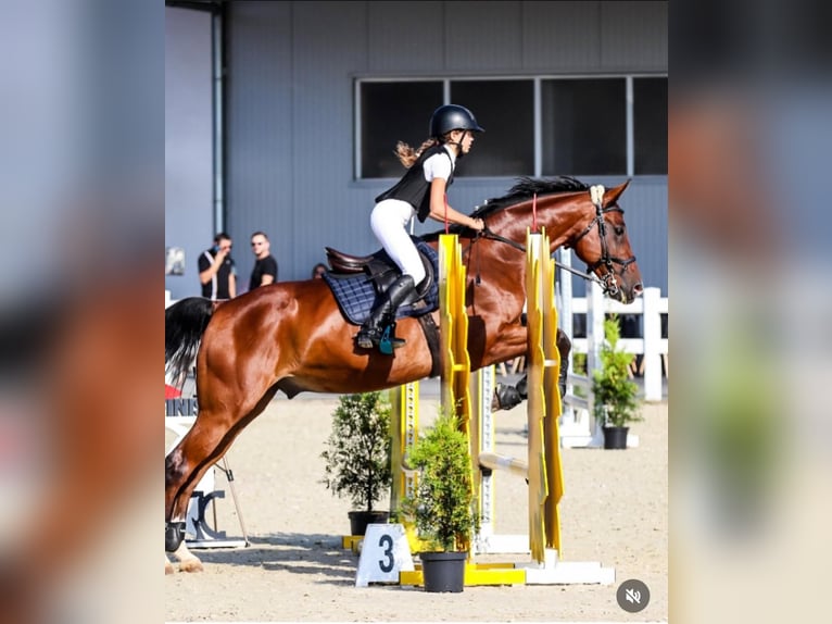 Cheval de sport polonais Hongre 16 Ans 164 cm Bai in Kraków