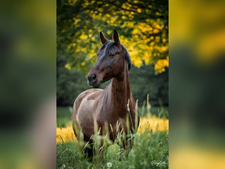 Cheval de sport polonais Hongre 18 Ans 150 cm Bai in Bad Windsheim