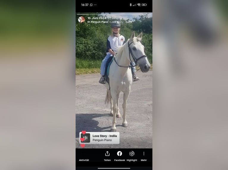 Cheval de sport polonais Hongre 20 Ans 164 cm Gris in Wimsheim