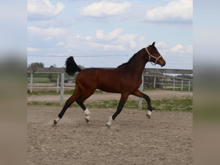 Cheval de sport polonais Hongre 2 Ans 165 cm Bai cerise in Koluszki