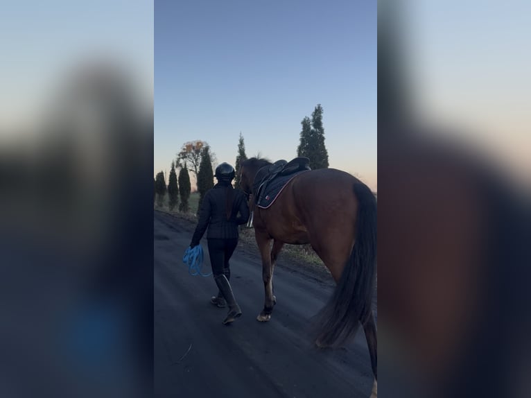 Cheval de sport polonais Hongre 3 Ans 163 cm Bai in Rumia
