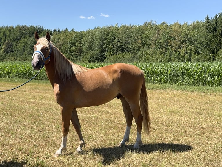 Cheval de sport polonais Hongre 3 Ans 164 cm Alezan in Fuchstal