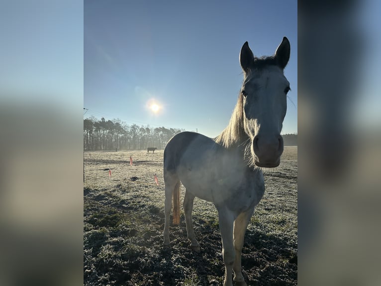 Cheval de sport polonais Hongre 3 Ans 165 cm Gris in Vetschau