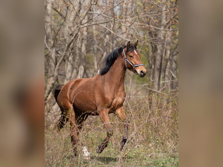 Cheval de sport polonais Hongre 3 Ans 167 cm Bai in Drzonowo