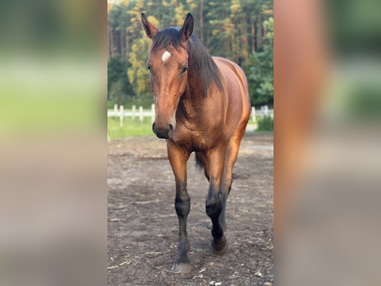 Cheval de sport polonais Hongre 3 Ans 170 cm Bai in Orle