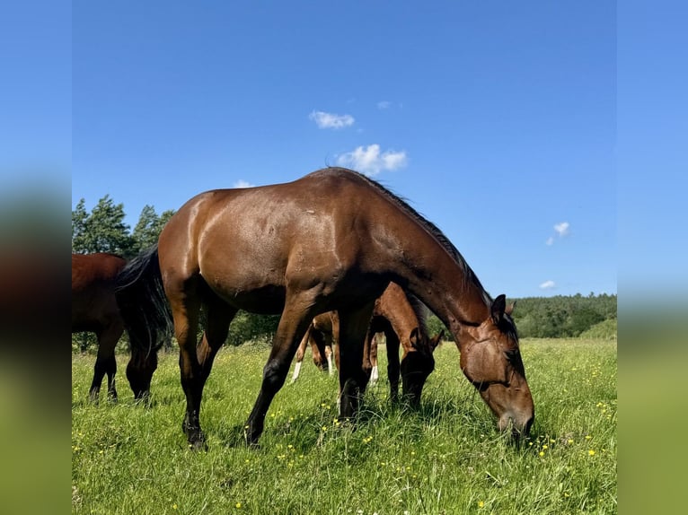 Cheval de sport polonais Hongre 3 Ans 170 cm Bai in Orle