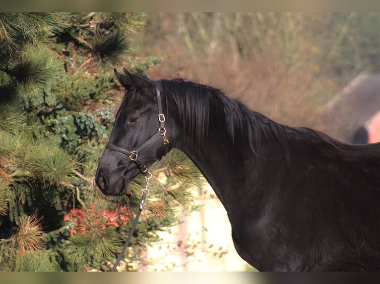 Cheval de sport polonais Hongre 3 Ans 176 cm Noir in Santok