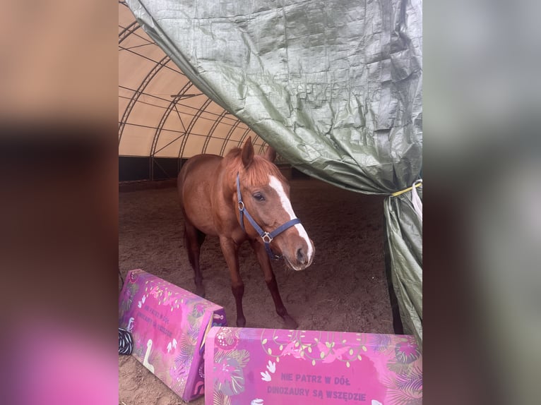 Cheval de sport polonais Hongre 4 Ans 150 cm Alezan in Pigża