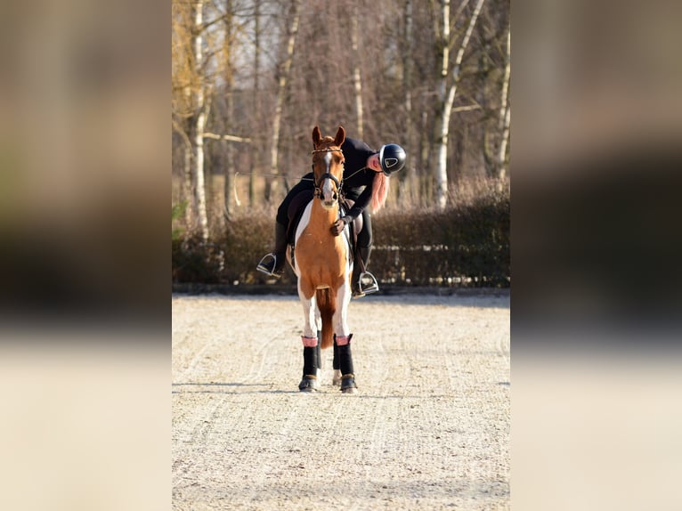 Cheval de sport polonais Hongre 4 Ans 159 cm Pinto in Poznań