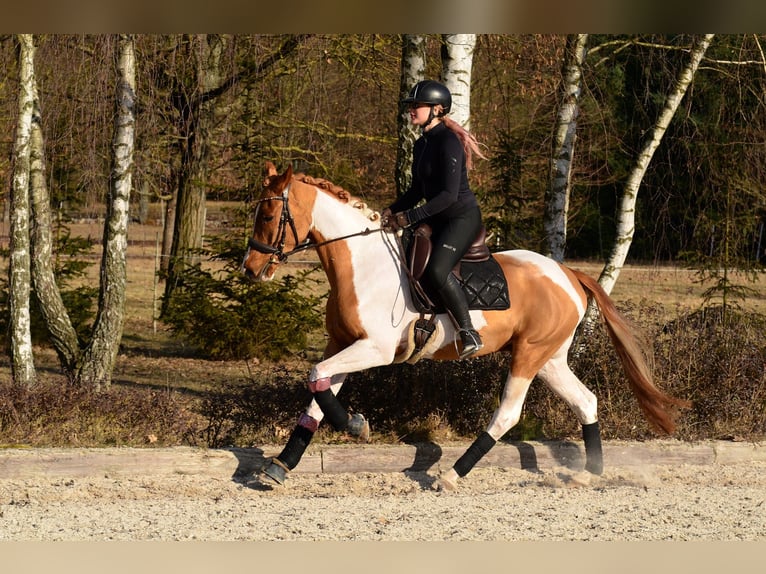 Cheval de sport polonais Hongre 4 Ans 159 cm Pinto in Poznań