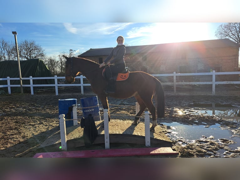 Cheval de sport polonais Hongre 4 Ans 160 cm Bai in Forst