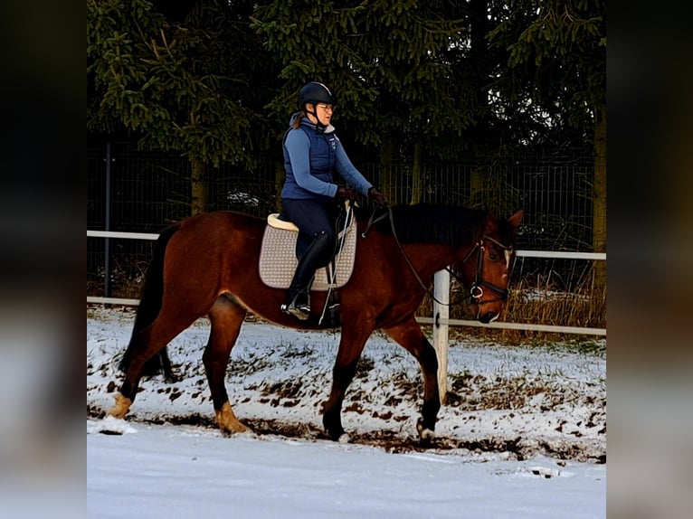 Cheval de sport polonais Hongre 4 Ans 160 cm Bai in Forst