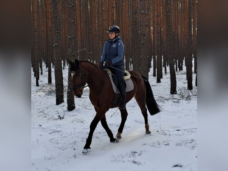 Cheval de sport polonais Hongre 4 Ans 160 cm Bai in Forst