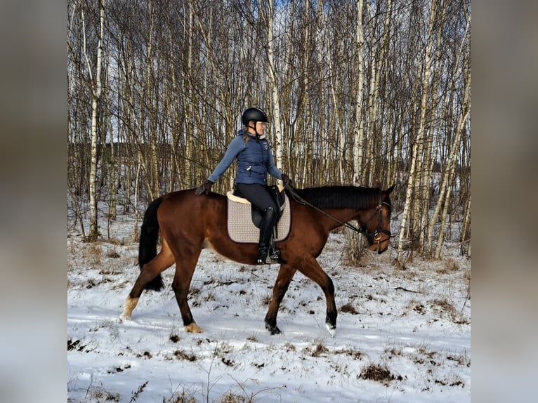 Cheval de sport polonais Hongre 4 Ans 160 cm Bai in Forst