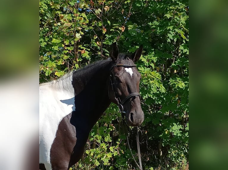 Cheval de sport polonais Hongre 4 Ans 160 cm Pinto in LESZNO DOLNE