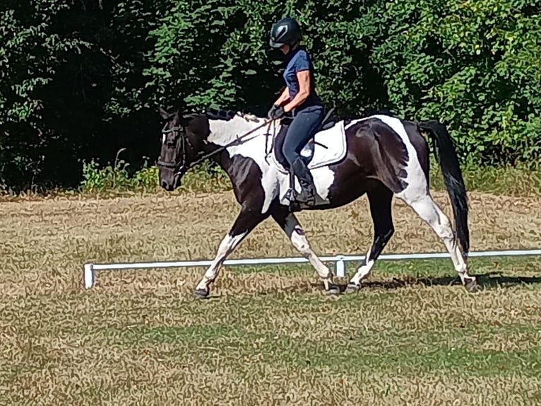 Cheval de sport polonais Hongre 4 Ans 160 cm Pinto in LESZNO DOLNE