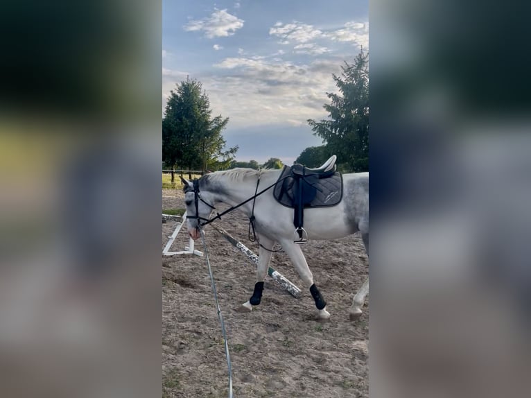 Cheval de sport polonais Hongre 4 Ans 165 cm Gris in Vetschau