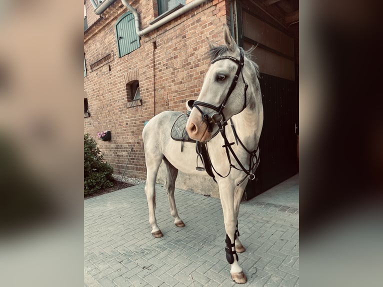 Cheval de sport polonais Hongre 4 Ans 165 cm Gris in Vetschau